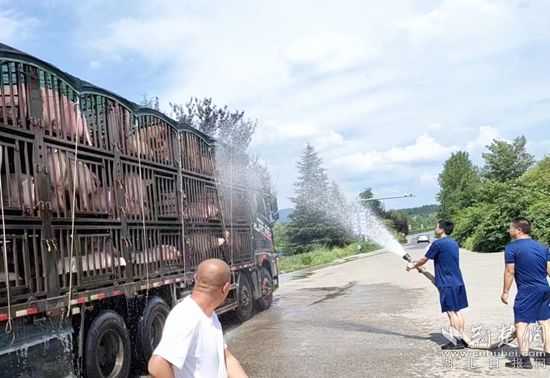 眼見一車生豬被救，長途司機李師傅終于松了口氣 (1)_副本.jpg