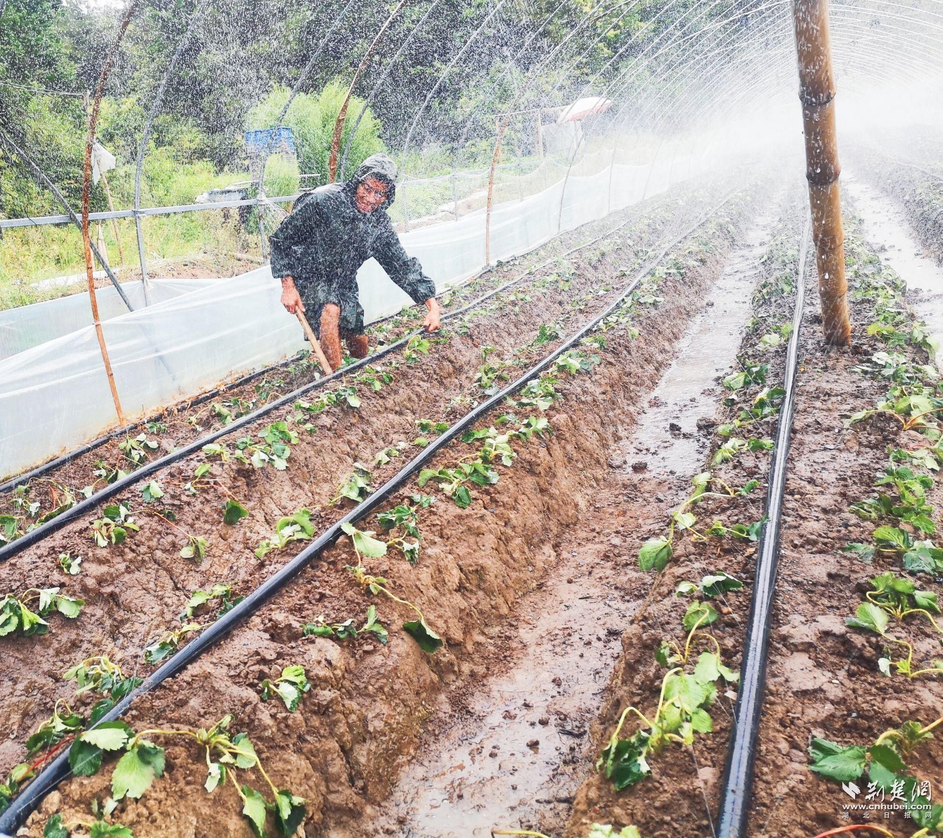 利用地管給草莓噴水降溫保苗。.jpg.jpg
