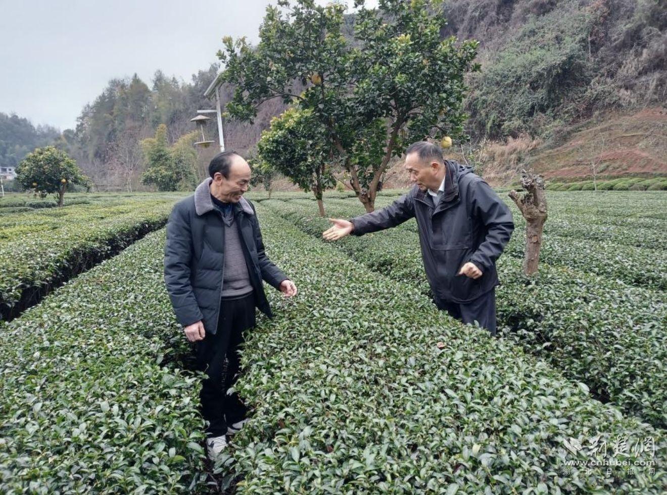 農(nóng)技專家在恩施市芭蕉侗族鄉(xiāng)茶園里查看茶葉長勢。（通訊員 楊子漩 供圖）.jpg.jpg