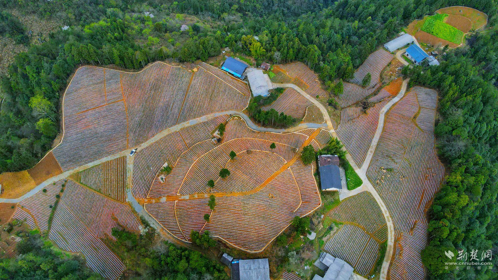 石林村錦繡谷組的60畝連片土豆基地。.jpg.jpg