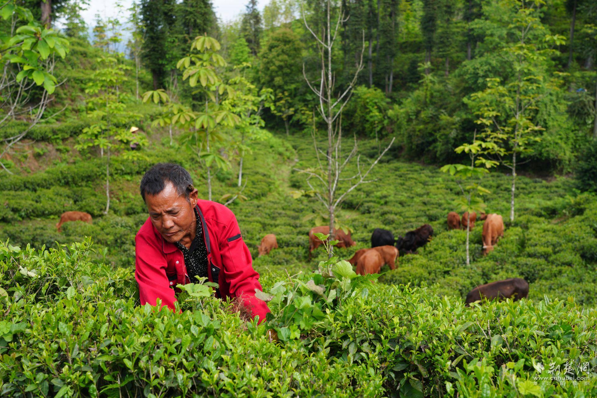 人工除草.JPG.JPG