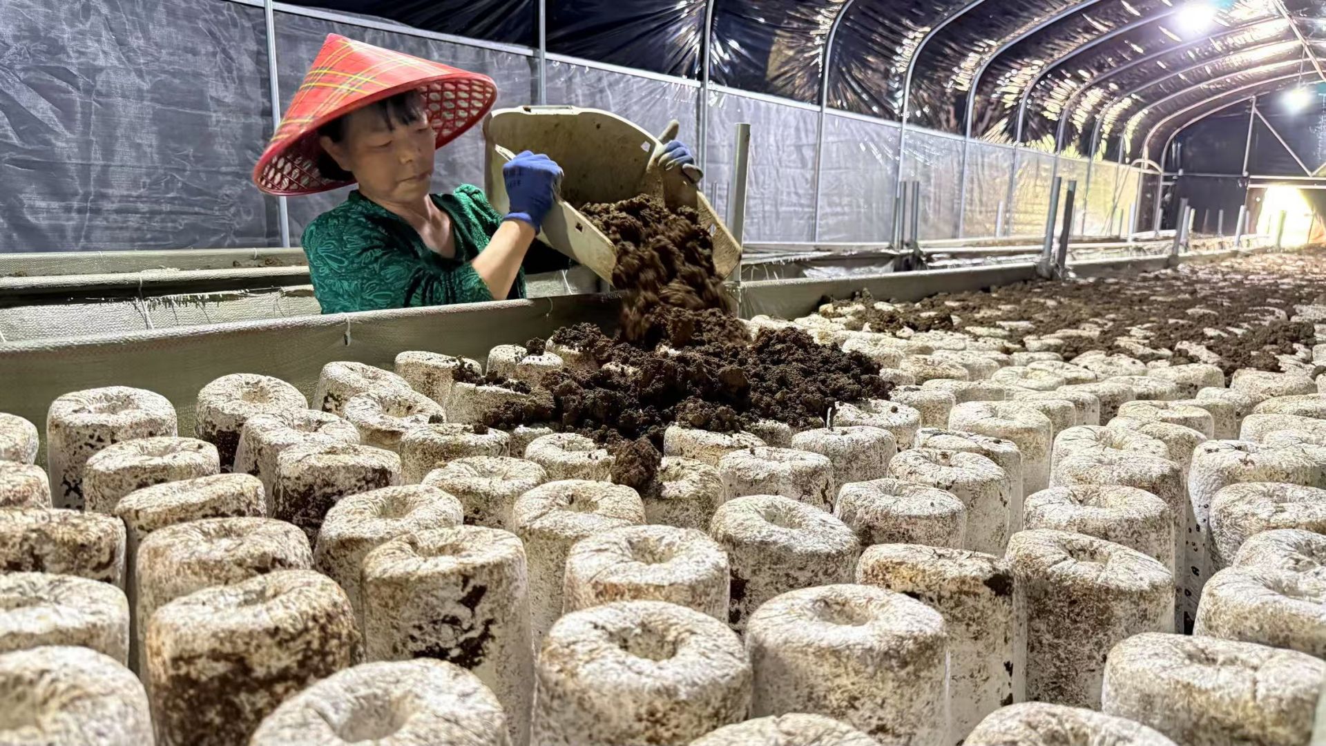 龍宗玉正在給菌棒覆土。.jpg.jpg