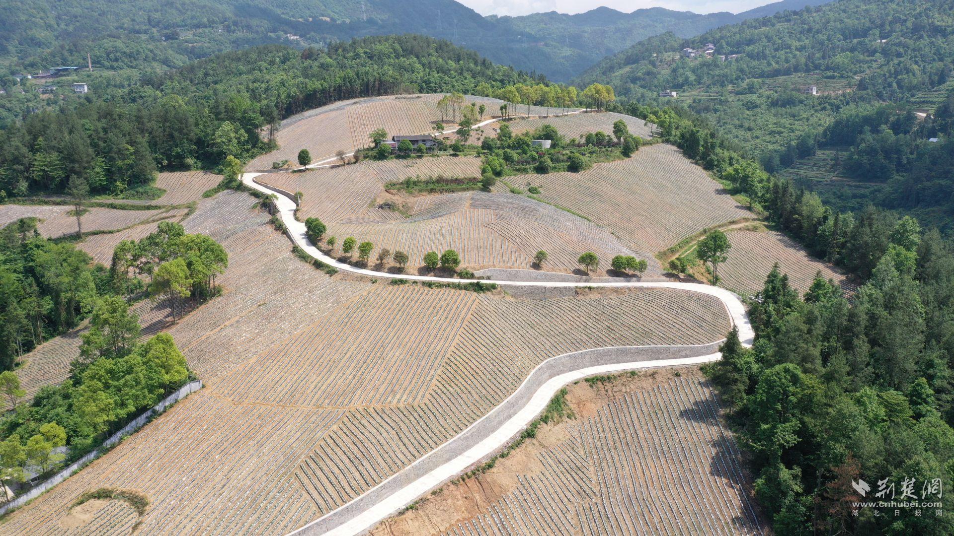 珠山鎮(zhèn)全域國(guó)土綜合整治項(xiàng)目高標(biāo)準(zhǔn)農(nóng)田.JPG.JPG