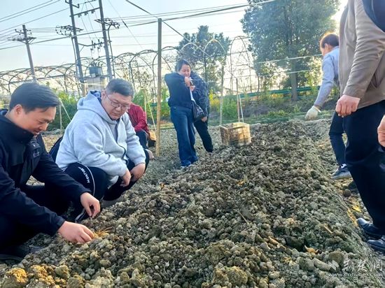 崇陽 黃精1.jpg.jpg